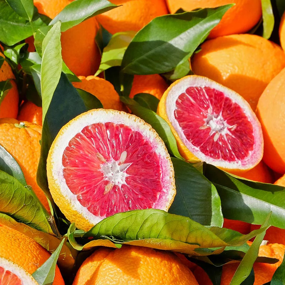 Garden Blood Orange Graft